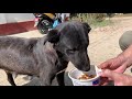 【野良犬支援】大きな腫瘍が見つかり、手術が必要なカーリーママ😢私たちがくだした命の選択は？