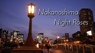 夜の中之島バラ園2018  Nakanoshima Night Roses