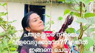 WINGED BEANS ORGANIC | നടുമ്പോൾ ഇതോരുപിടി ചേർത്താൽ ചതുരപ്പയർ നിറയെ ഉണ്ടാകും |