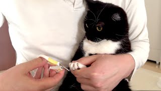 爪切りもかわいすぎる猫たち It's so cute to see the cats getting their nails clipped!