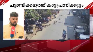 പട്ടാമ്പി ടൗണില്‍ പട്ടാപ്പകല്‍ കാട്ടുപന്നിക്കൂട്ടം ഇറങ്ങി  | Mathrubhumi News