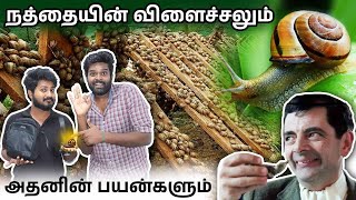 புதுமையான நத்தை விவசாயம் தொடங்குவது எப்படி? | How to Start a Snail Farming in Tamil