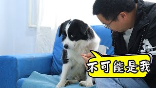 假装被狗子咬到测试狗子，边牧：我要求看回放！【阿尔法是只边牧】