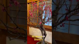 [4K Bonsai🇯🇵 ] Shorts 1  第21回 大和郡山 盆梅展Plum Blossom Bonsai Exhibition Yamatokōriyama #beautiful