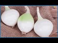 સફેદ ડુંગળી ખાવાથી શું ફાયદા થાય health healthtips whiteonion onion benifit