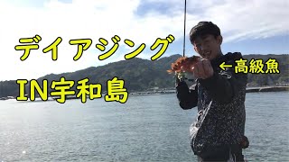 [休日出勤]アジングでまさかの高級魚祭り⁉前編