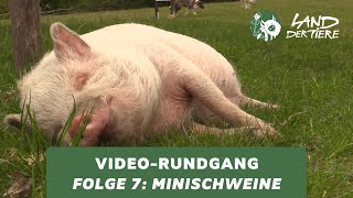 Land der Tiere-Video-Rundgang – Folge 7: Bei den Minischweinen 🐷💚