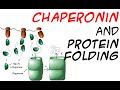 Chaperones and protein folding