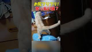 お尻フリフリ!　酔っ払い猫？＃猫 ＃子猫 ＃保護猫 #kuromomo12345