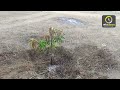 மா நாற்று நடுவது எப்படி how to planting mango tree