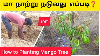 மா நாற்று நடுவது எப்படி How to Planting Mango Tree