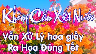 Không Cần Xiết Nước Vẫn Xử Lý Cho Cây Hoa Giấy Ra Hoa Đúng Tết Nguyên Đán