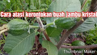 Cara Mengendalikan Hama Pada Buah Pare