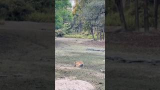 #tiger 😲😲😲😲😲😲 #video #viralvideo #viralreels #love #cute #vlog #trending #trendingshorts #vtuber