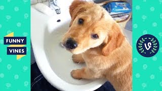 TRY NOT TO LAUGH - Cute FUNNY ANIMALS | Funny Videos February 2019