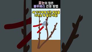 꽃눈이 많은  블루베리 전정 방법