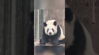 小宝贝委屈巴巴的样子让人心疼 #panda #funny #cute #animals #cutepanda #pets #memes #zoo #love #comedy