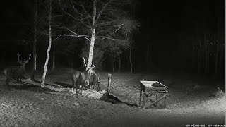 2017/01/30 04h39m Estonia HIRV Deer eating in the snowfall