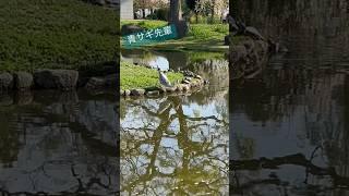 アオサギ先輩！！！ #animals #grayheron #blueheronvideo #blueheron #herons #birds #青鷺 #サギ