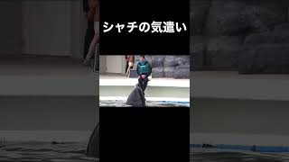 やさしいララちゃん #鴨川シーワールド #シャチ #ララ #気遣い #orca #Shorts