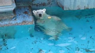 大暑の日、小さな氷と可愛く格闘するイッちゃん（Шилка）　　　天王寺動物園のホッキョクグマ