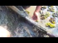 omalloor uppaman chalile fishing kerala natural fishing giant snake head vaaha varaal 2016 you