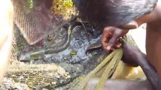 Omalloor uppaman chalile Fishing Kerala Natural Fishing   Giant snake head   Vaaha Varaal 2016   You