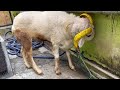 Bakri Eid sheep 2022