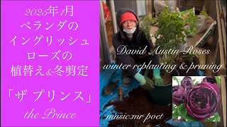 【2025年1月 ベランダのイングリッシュローズの植替え\u0026冬剪定「ザ プリンス」】David Austin Roses winter replanting \u0026 pruning「the prince」