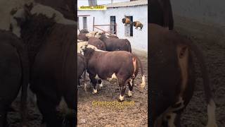 Greeford-BULLLS!!! Mana xaqiqiy tozza qonli Greeford buqalari!!!