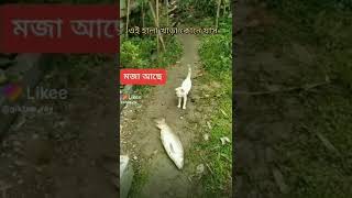 ওই হালা খাবি না দাঁড়া #video#nice#Shortvideo