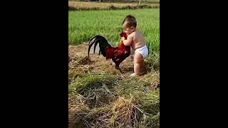 Hen vs Baby Fighting Funny 🐔👶🐔 #hen #baby #fighting #funny