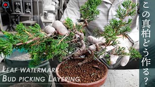 [Makashi] How to make this tree⁉ Juniperus chinensis leaf watermark and layering for winter