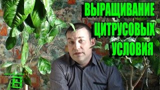 Условия для выращивания цитрусовых (лимон, мандарин, апельсин, лайм , кин-кан, помело) #Цитрусовые