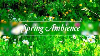 🌿🌞GOOD MORNING SPRING🌼Nature Therapy to Start Your Day w Positive Energy🌿Fresh Morning Ambience#3