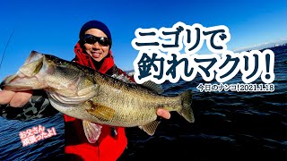 【今日のナンコ！2021.1.18】ニゴリで釣れマクリ！【琵琶湖バス釣り】