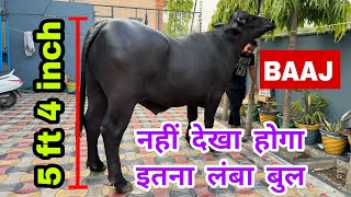 BAAJ - India's best Murrah bull with an height of 5 ft 4 inch - Multiple times champion