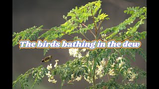 The birds bathing in the dew