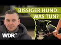 Bissiger Familienhund: Kann Hundetrainer Steve Kaye helfen? | Hunde verstehen | S07/E01 | WDR