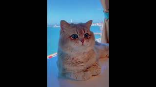 Super Cute Cats ♥ Best Funny Cat Videos 2021 💗 Cat Videos for Cats to Watch 💗  #216