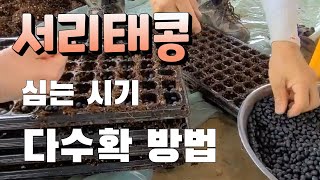 서리태콩 모종으로 재배하는법 서리태 다수확 모종때 부터 서리태 재배법