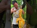 Jackfruit Video ~ Farm Fresh JACKFRUITS Eating and Cutting in my Village INDO #Shorts​ EP749