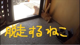 脱走するねこ　～倍速バージョン