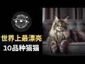 EP-051 《世界上最漂亮10品种猫猫》猫咪是最可爱的动物之一。这些可爱的小动物，优雅、傻气、搞笑，让我们更加喜爱它们 #分享世界知识 #分享 #知识 #排名 #top10 #猫猫 #猫咪