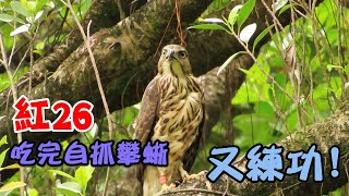 紅26，吃完自抓攀蜥又練功！｜鳳頭蒼鷹｜20220704｜Crested Goshawk, Daan Park, Taipei, Taiwan