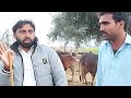 پیورنیلی کی جھوٹیاں گھبن برائےفروخت nili rave buffalos for sale in punjab on youtube sale03065110914