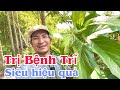 Bài thuốc trị bệnh Trĩ Siêu hiệu quả. PHAN HẢI Channel