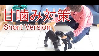 【犬 しつけ】甘噛み対策 Short Version