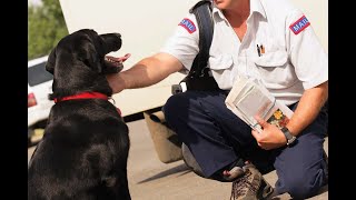 USPS Dog Attack Crisis: 6,000+ Cases Reported in 2024 - How to Protect Yourself and Your Pet