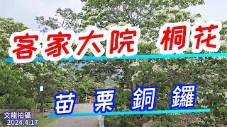 桐花公園桐花盛開 最輕鬆的賞桐景點 苗栗縣銅鑼鄉客家大院 2024年4月17日